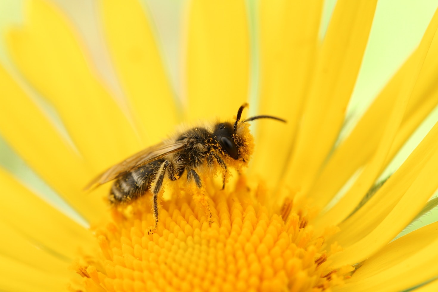 Biologisk mångfald: varför den är viktig